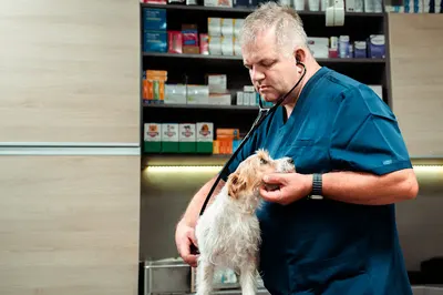 Przychodnia Weterynaryjna ARKA Weterynarz Toruń